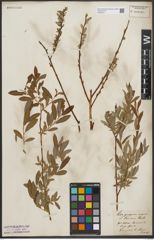 Foto von Salix purpurea L. x Salix repens L.